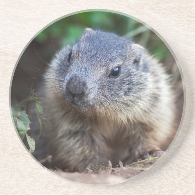 Posavasos Bebé curioso marmota reposamuñecas (Frente)