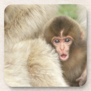 Posavasos Bebé de mono de nieve, Jigokudani, Nagano, Japón