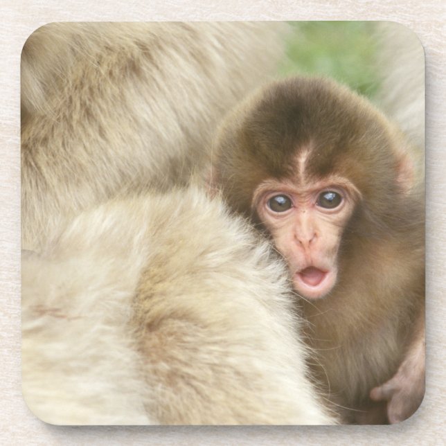 Posavasos Bebé de mono de nieve, Jigokudani, Nagano, Japón (Frente)