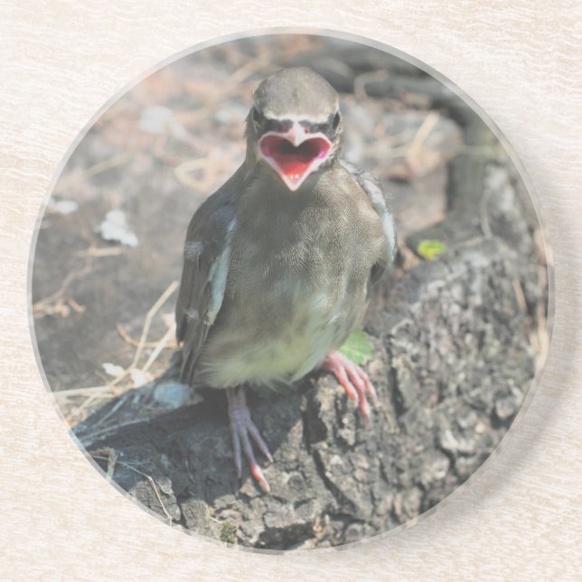 Posavasos Bebé lindo Bird Naturaleza Beber Pascua (Frente)