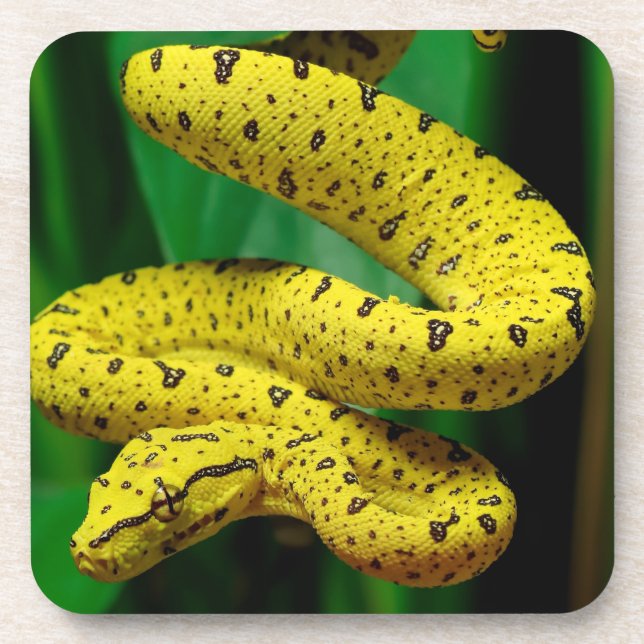 Posavasos Bebé Yellow Phase Green Tree Python Snack (Frente)