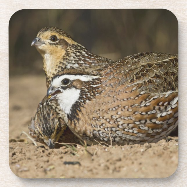 Posavasos Bebés de codorniz Bobwhite del norte en el estanqu (Frente)