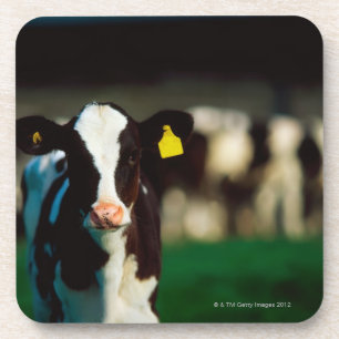 Posavasos Becerro del Holstein-frisón