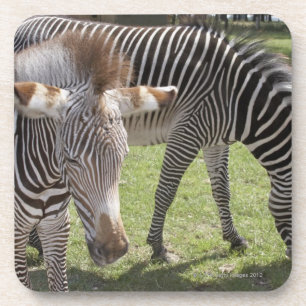 Posavasos Bedfordshire, Inglaterra