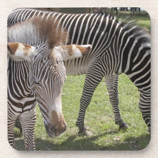 Posavasos Bedfordshire, Inglaterra (Frente)