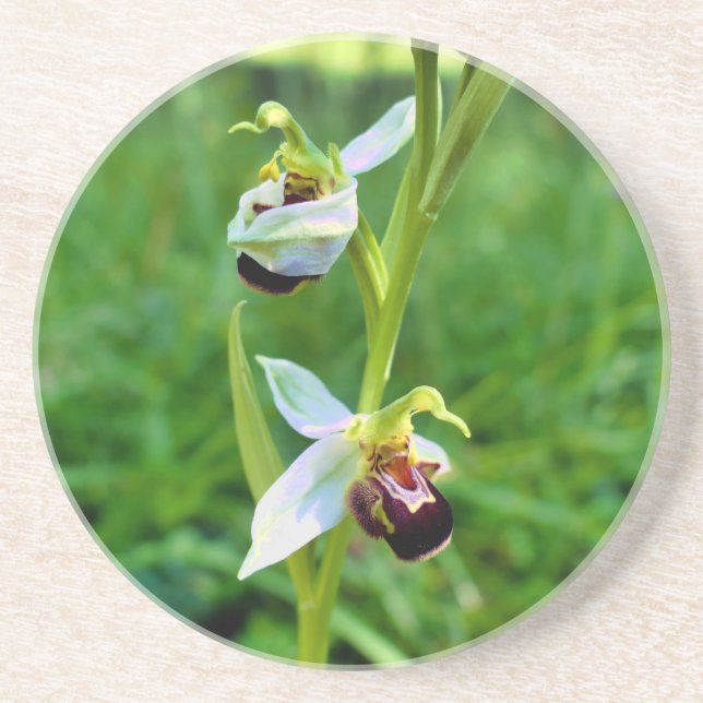 Posavasos Bee Orchid (Frente)