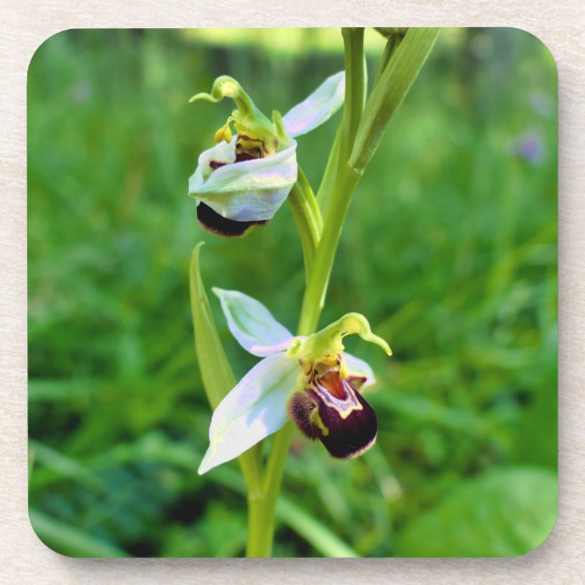 Posavasos Bee Orchid (Frente)