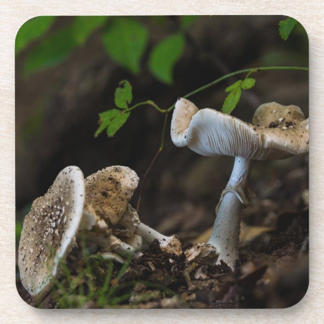 Posavasos Belleza envenenada (Frente)