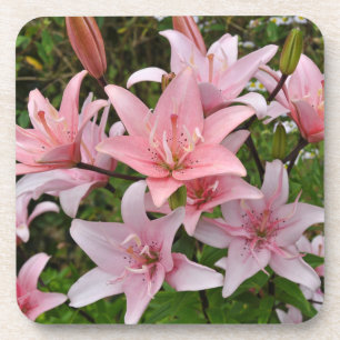 Posavasos Belleza floral de lirio rosa