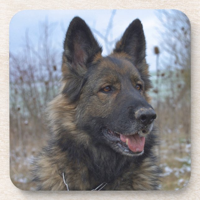 Posavasos bello cachorro negro y marrón de pastor alemán (Frente)