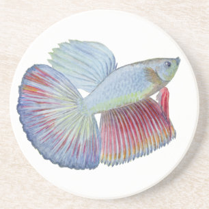 Posavasos Betta Fish