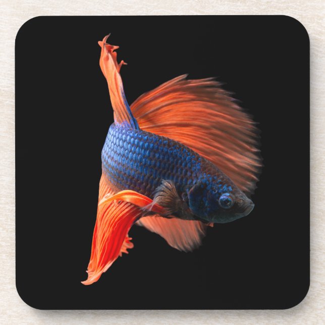Posavasos Betta Fish de media luna (Frente)