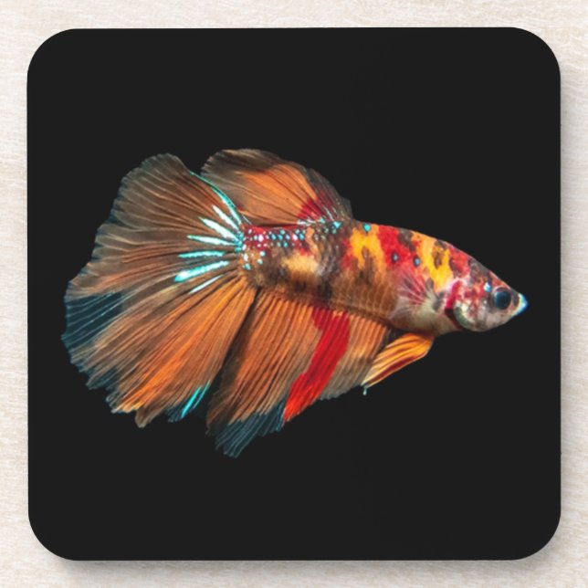 Posavasos Betta Fish de media luna (Frente)