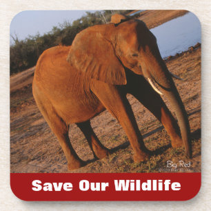 Posavasos Big Red Save Our Wildlife