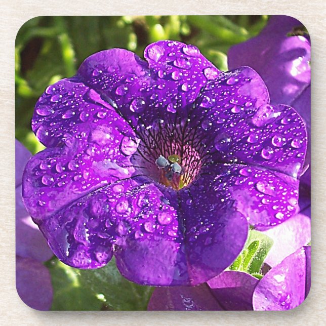 Posavasos Big Wet Purple Petunia Flower Coaster Set (6) (Frente)