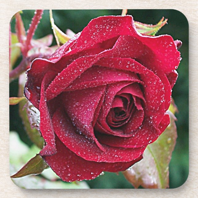 Posavasos Big Wet Red Rose Flower Coaster Set (6) (Frente)