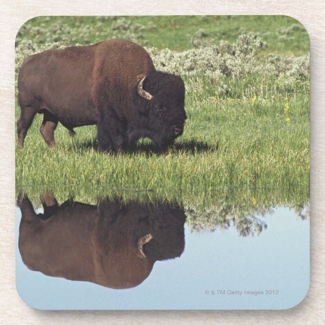 Posavasos Bisonte (bisonte del bisonte) en prado herboso (Frente)