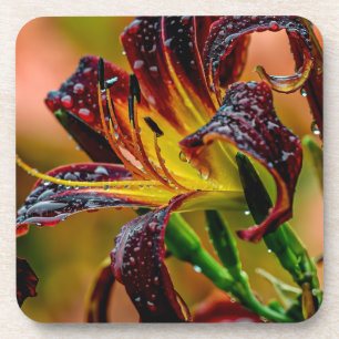 Posavasos "Black Plush" Daylily