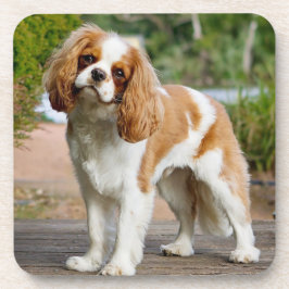 Posavasos Blenheim Cavalier King Charles Spaniel Perro de Ca