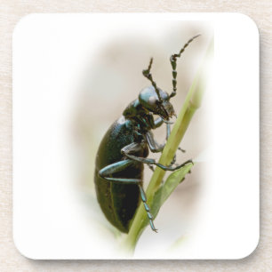 Posavasos Blister Beetle - Meloidae