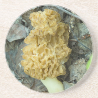 Posavasos Blond Morel Mushroom