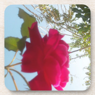 Posavasos Bloom celestial: Un Rosa contra el cielo