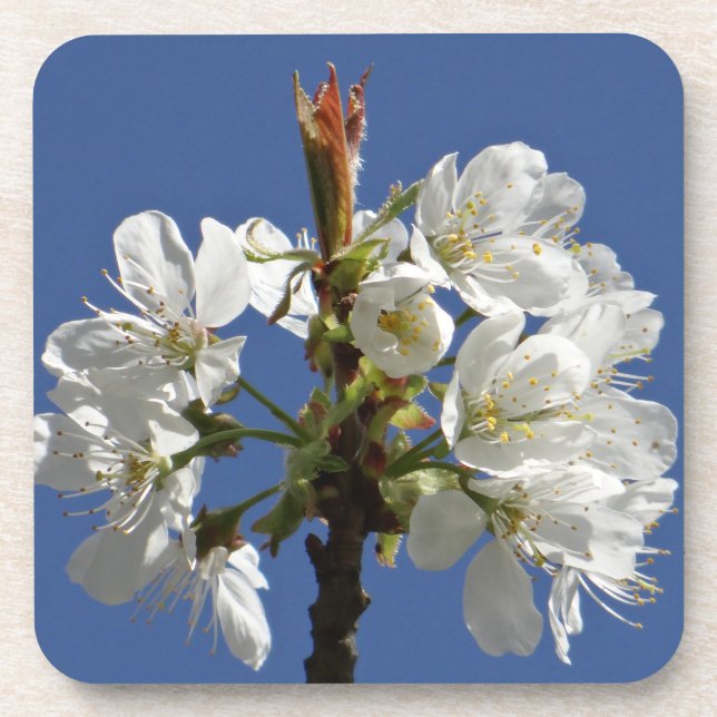 Posavasos Bloom de Primavera Blanca (Frente)