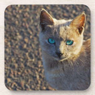 Posavasos Blue Eyed Cat
