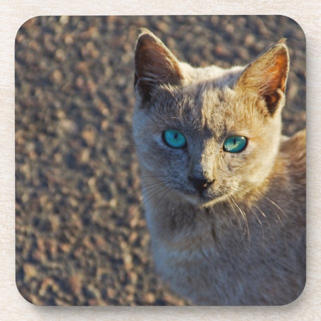 Posavasos Blue Eyed Cat (Frente)