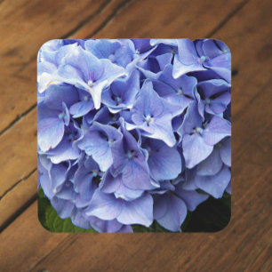 Posavasos Blue Mophead Hydrangea Floral