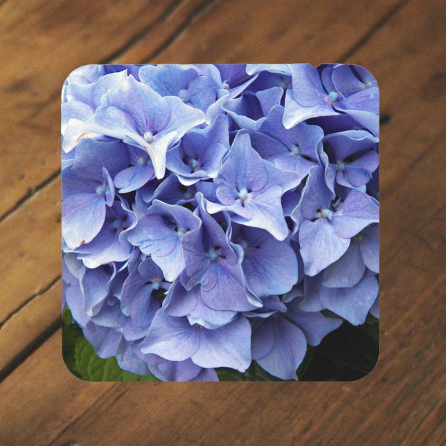 Posavasos Blue Mophead Hydrangea Floral (In Situ)