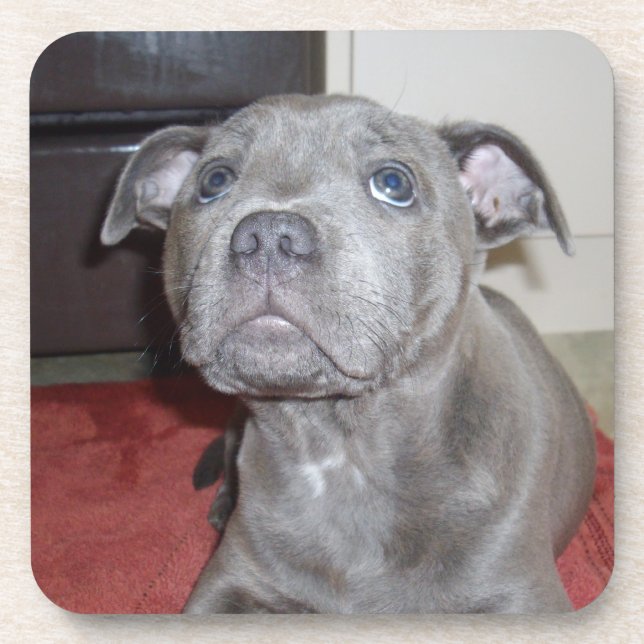 Posavasos Blue Staffordshire Bull Terrier Puppy, (Frente)