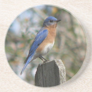 Posavasos Bluebird del este masculino