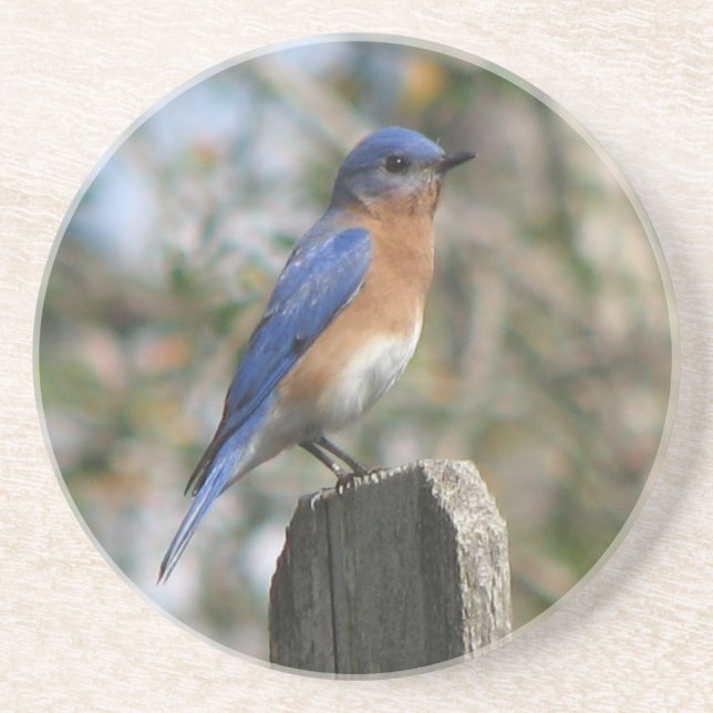 Posavasos Bluebird del este masculino (Frente)