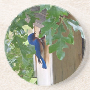 Posavasos Bluebird en casa