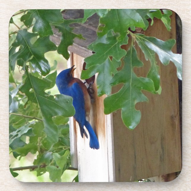 Posavasos Bluebird en casa (Frente)