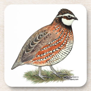 Posavasos Bobwhite Quail Rooster