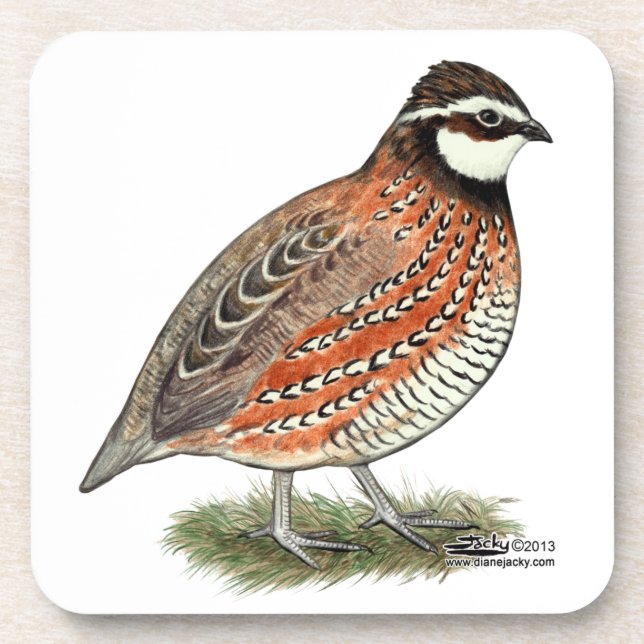 Posavasos Bobwhite Quail Rooster (Frente)