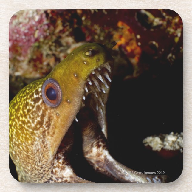 Posavasos Boca de bostezo y de intimidación de un (Frente)