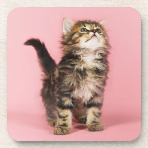 Posavasos Bonito en gatito rosado