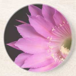 Posavasos Bonito en la Plaza María rosa