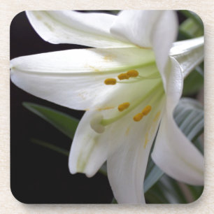 Posavasos Bonito, flor blanca pura de lirio de Pascua en neg