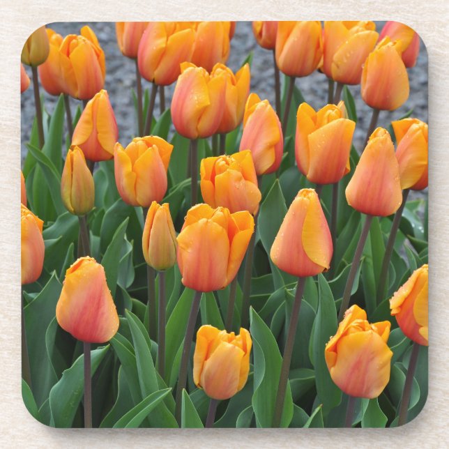 Posavasos Bonitos tulipanes naranjas (Frente)