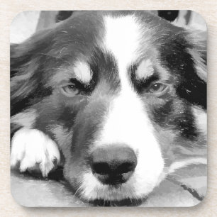POSAVASOS BORDER COLLIE