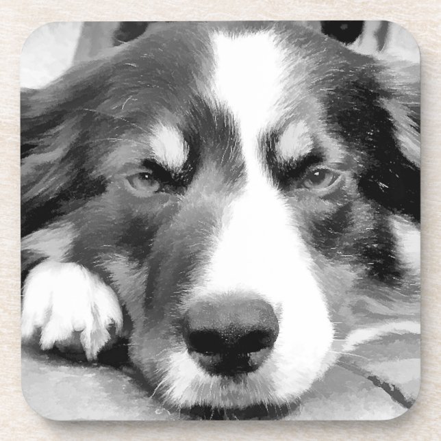 POSAVASOS BORDER COLLIE (Frente)