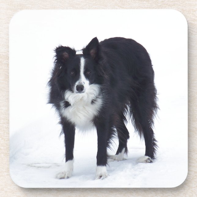 Posavasos Border collie (Frente)
