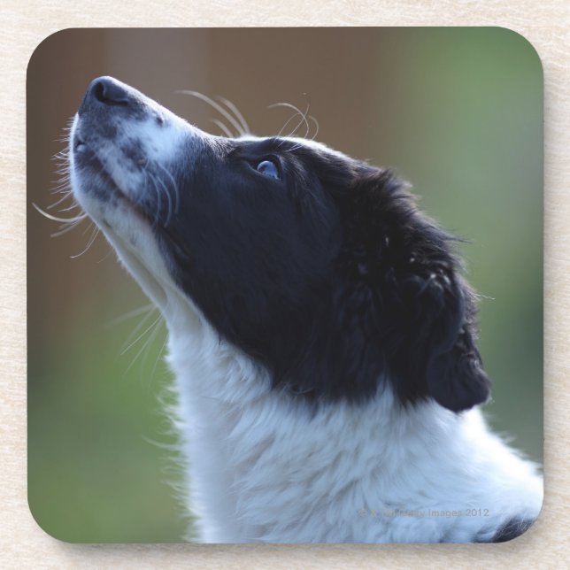 Posavasos border collie joven del perrito (Frente)