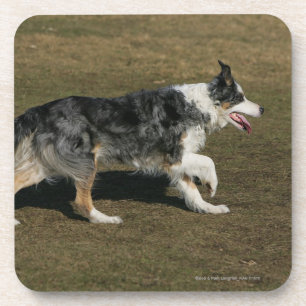Posavasos Border collie que corre 1