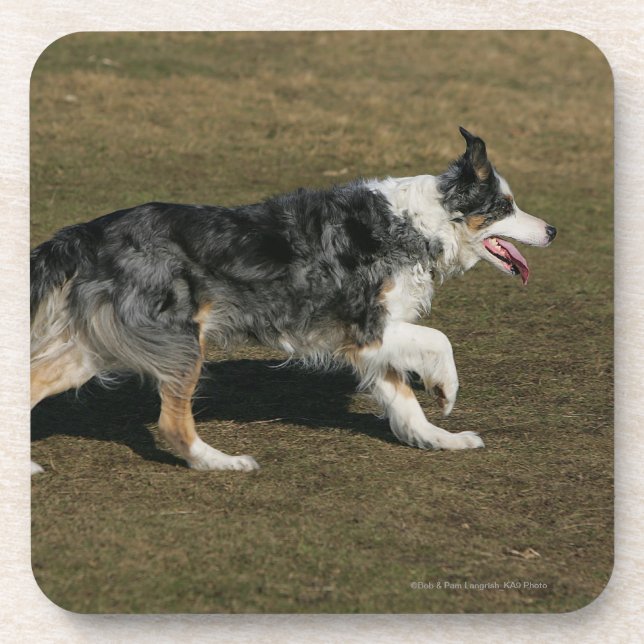 Posavasos Border collie que corre 1 (Frente)