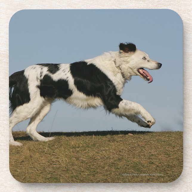 Posavasos Border collie que corre 2 (Frente)
